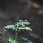 Aponeyrvsh: Understanding Its Potential and Meaning