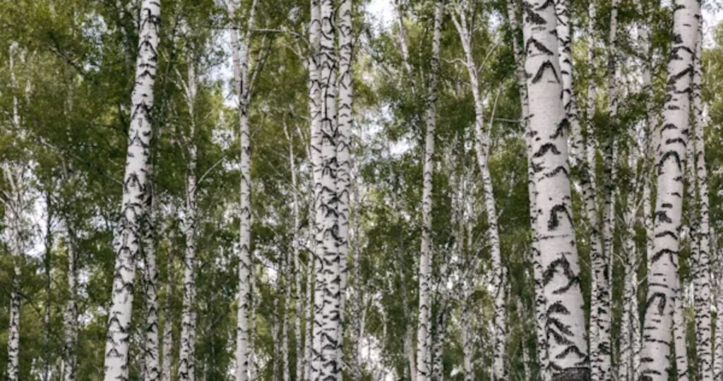 Giniä