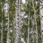 Giniä: Understanding Its Meaning and Relevance