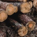 Cedar Mulch: The Ultimate Guide to Benefits, Uses, and Maintenance