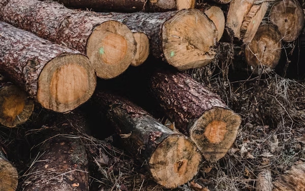 Cedar Mulch
