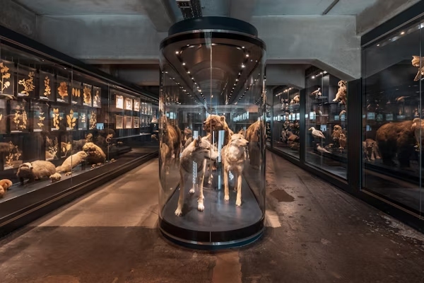 Laaster: History, Evolution, and Future Trends