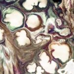 Mikoplazmos: Understanding Mycoplasmas and Their Impact on Health