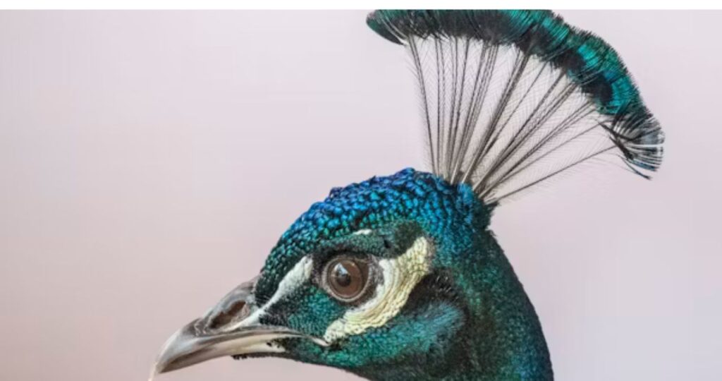 Hancock Bird