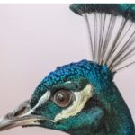 Hancock Bird: A Comprehensive Guide to the Fascinating Species