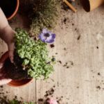 Mannacote: The Secret Ingredient to a Thriving Garden